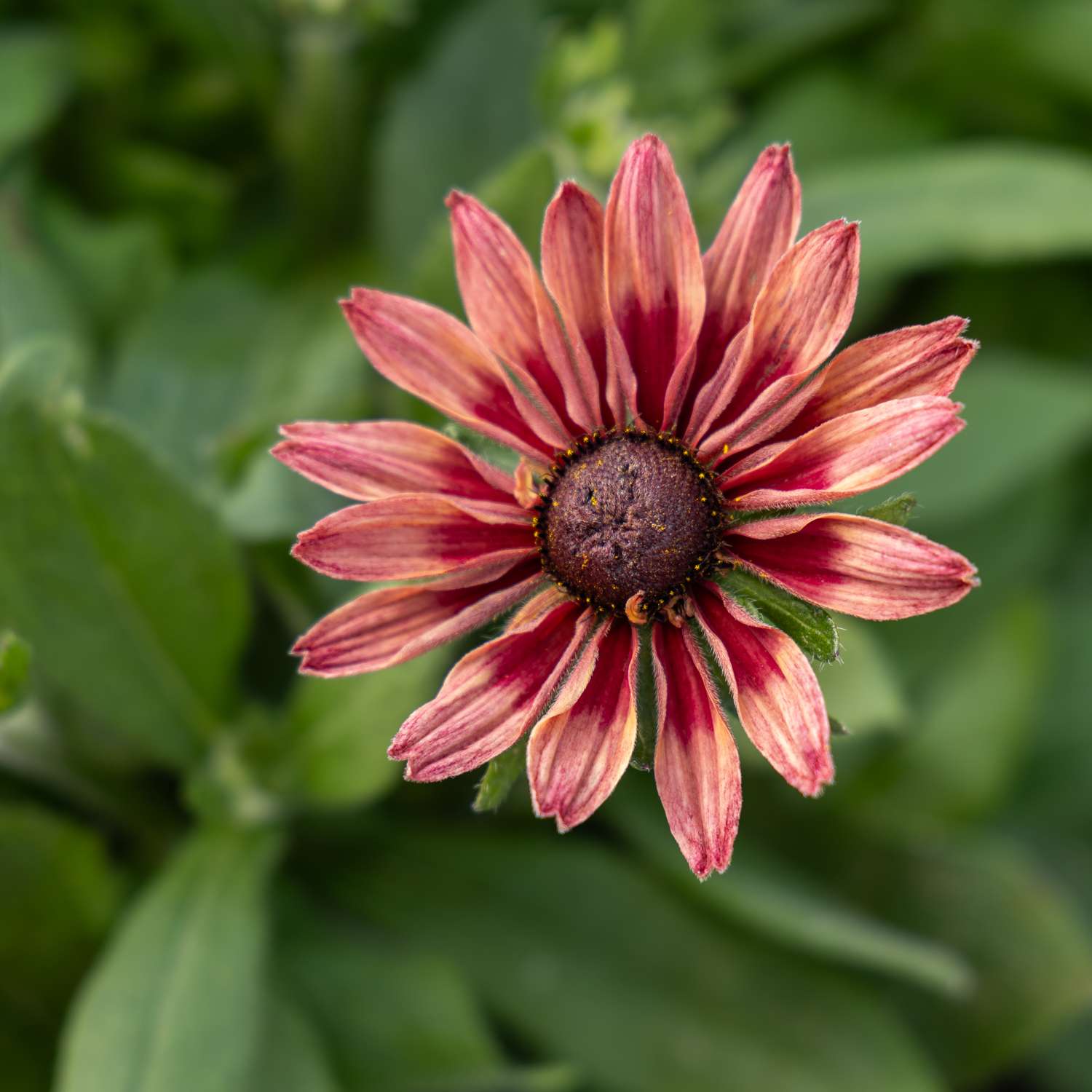 Zonnehoed 'Hirta Sahara' (zaden)