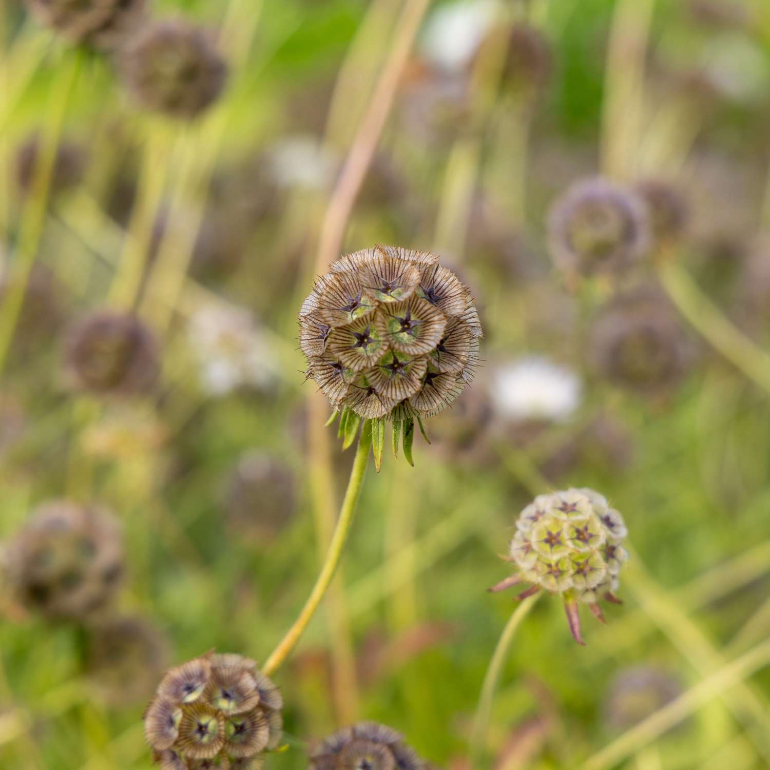 Sterschabiose 'Drumsticks' (zaden)