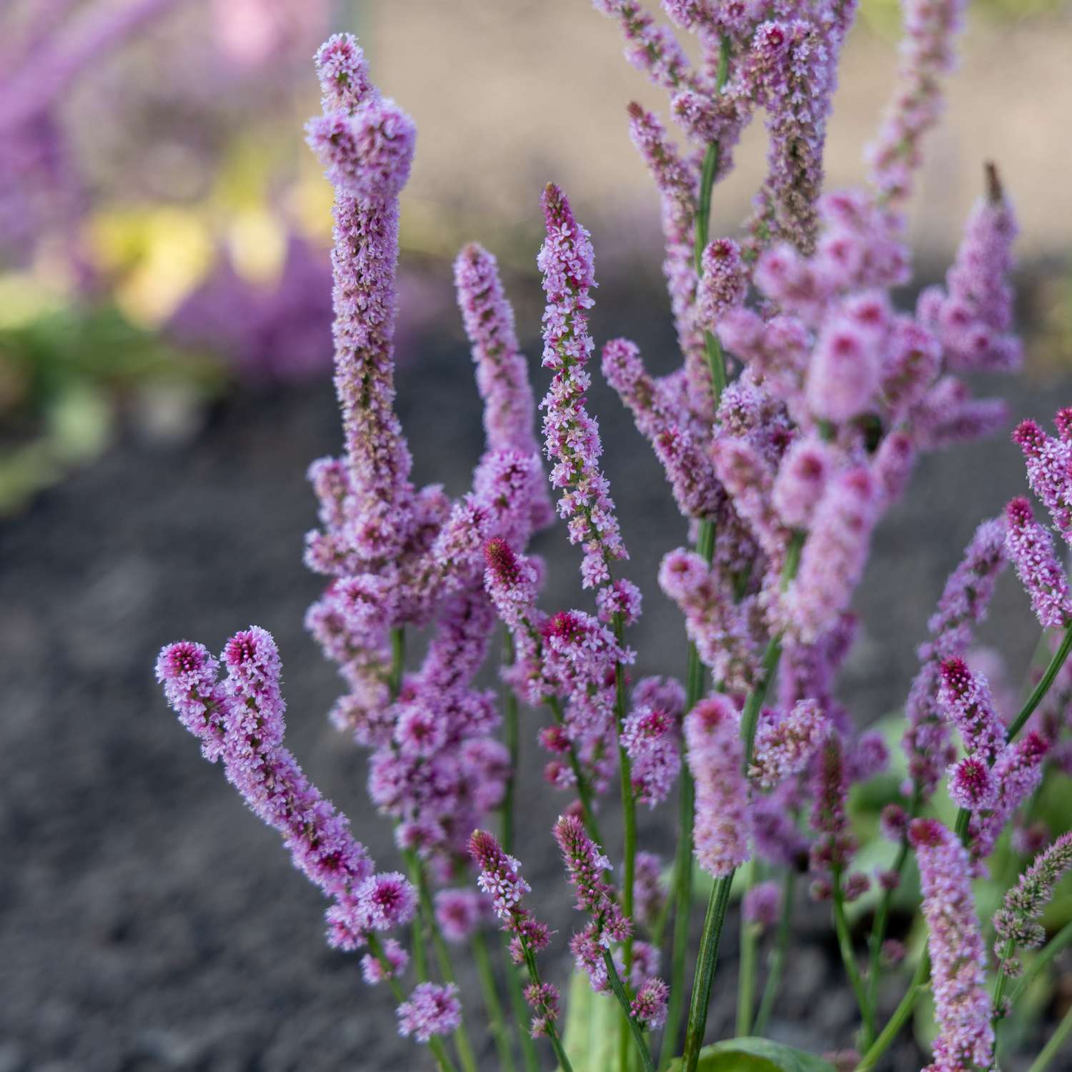Lamsoor 'Pink Pokers' (zaden)