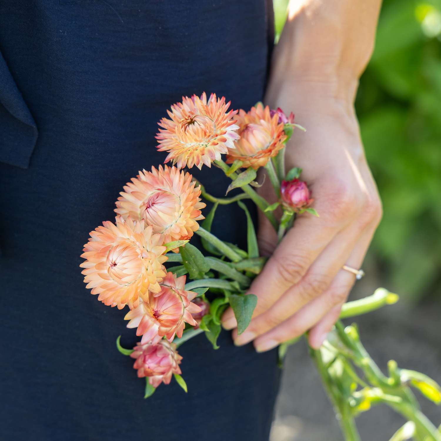 Strobloem 'Salmon Rose' (zaden)
