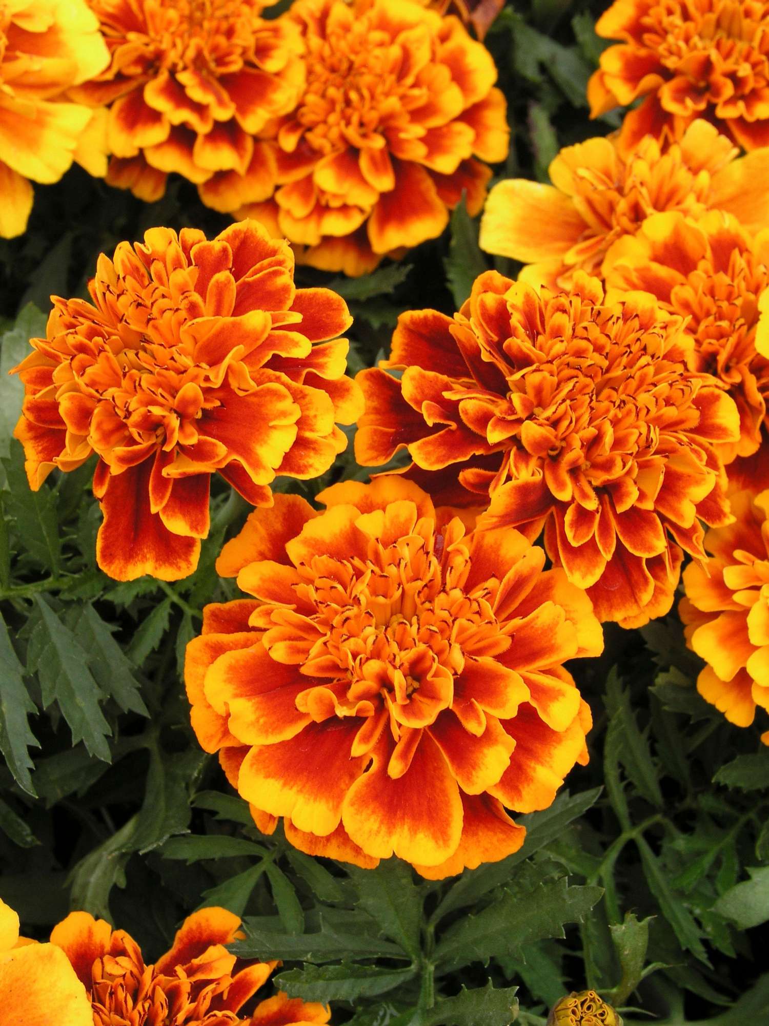 Tagetes 'French Marigold Orange Flame' (zaad)