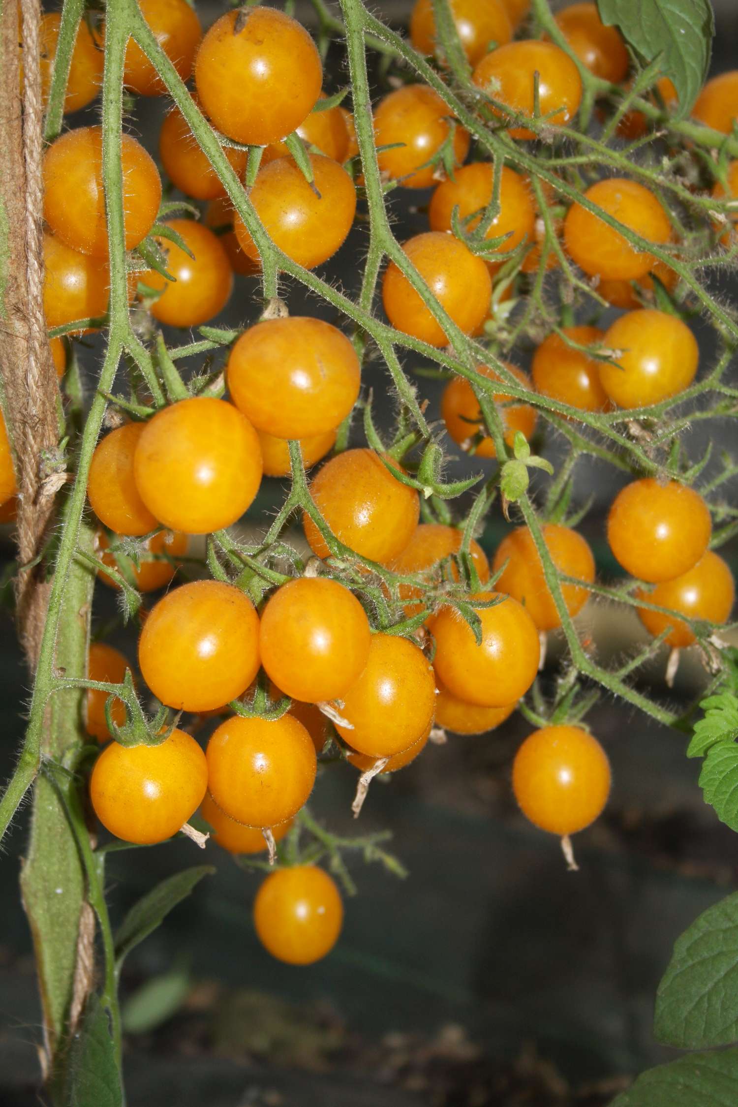 Tomaat 'Clementine' (BIO zaden)