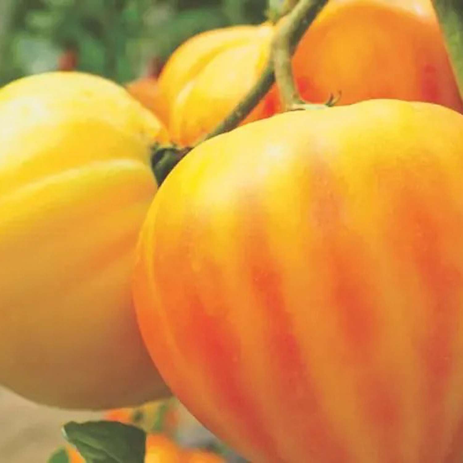 Tomaat 'GOURMANSUN F1' (zaden)