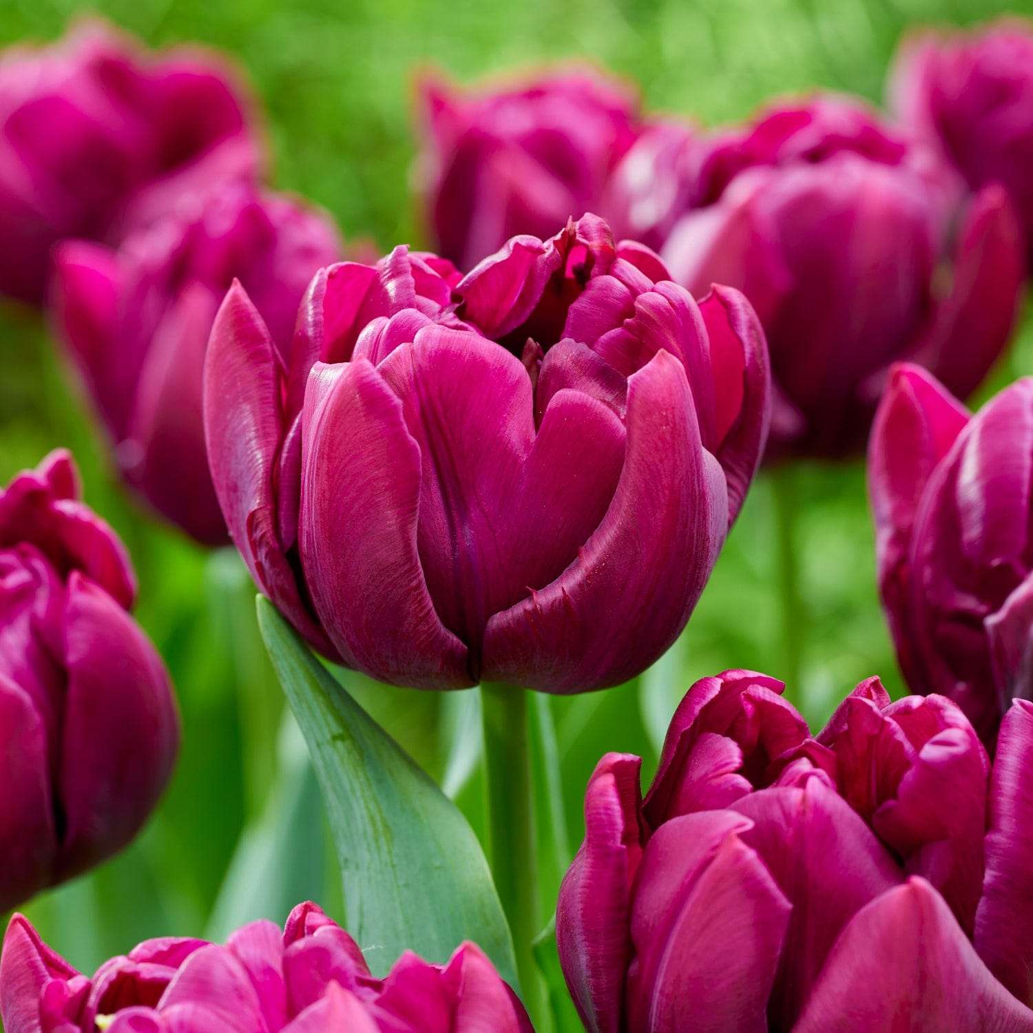 Tulp 'Alison Bradley'