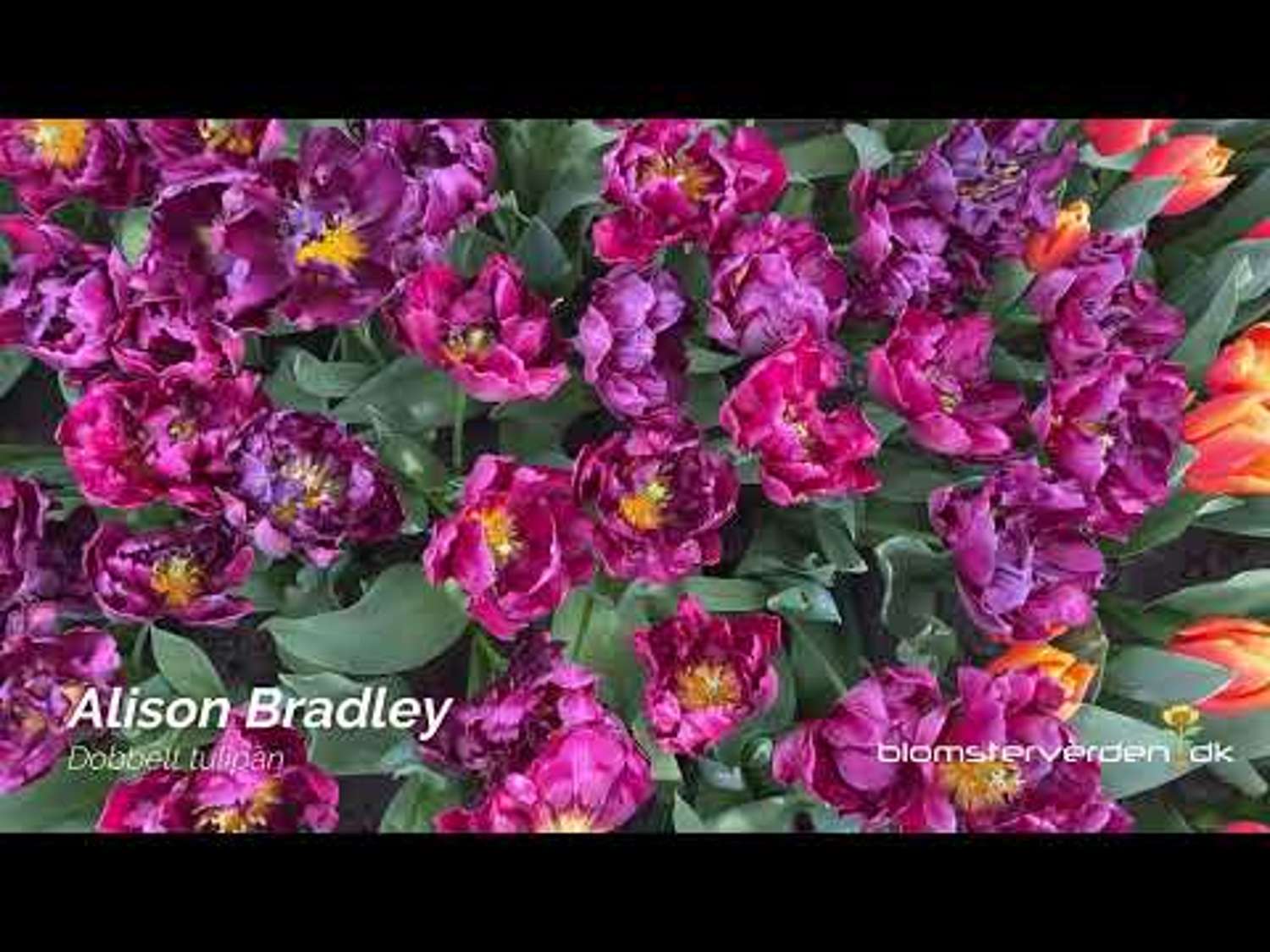 Tulp 'Alison Bradley'