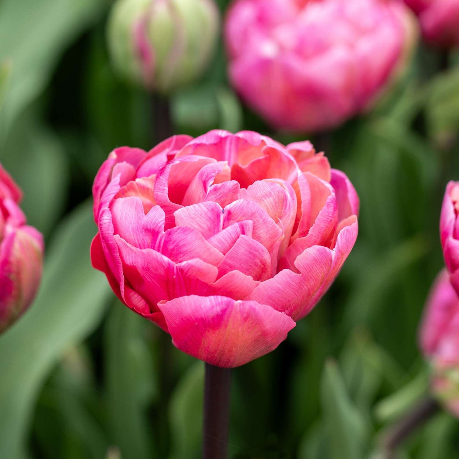 Tulp 'Amazing Grace'