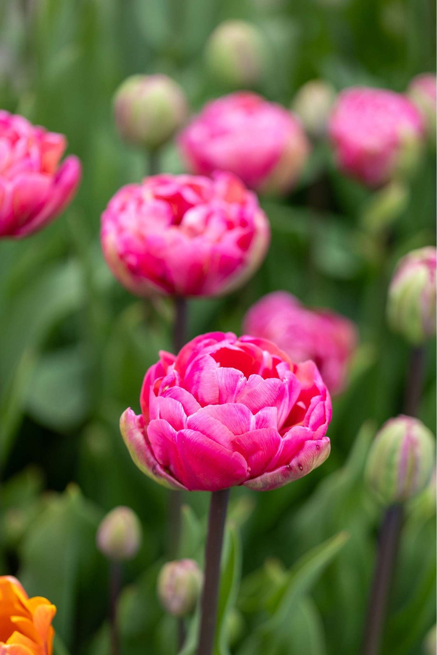 Tulp 'Amazing Grace'