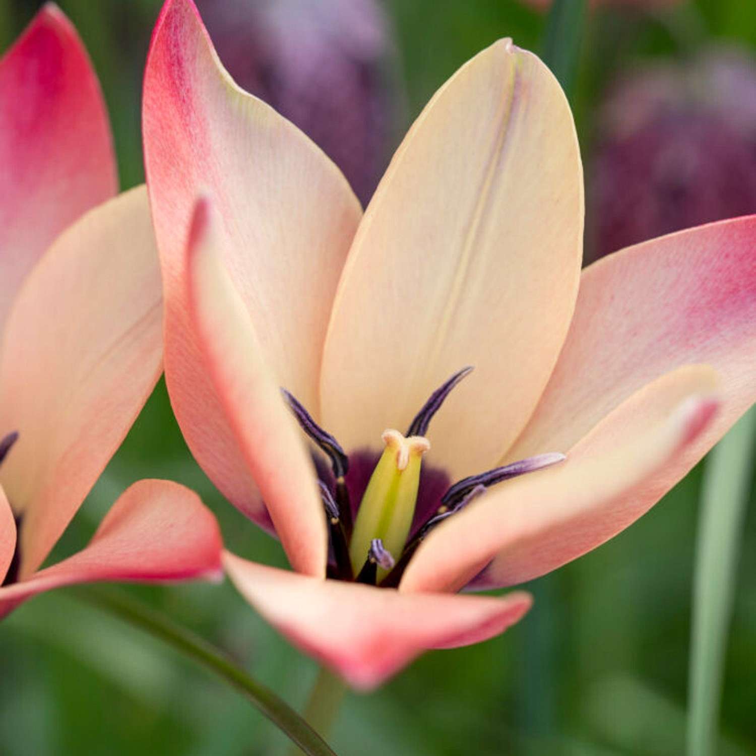 Botanische tulp 'Annika'