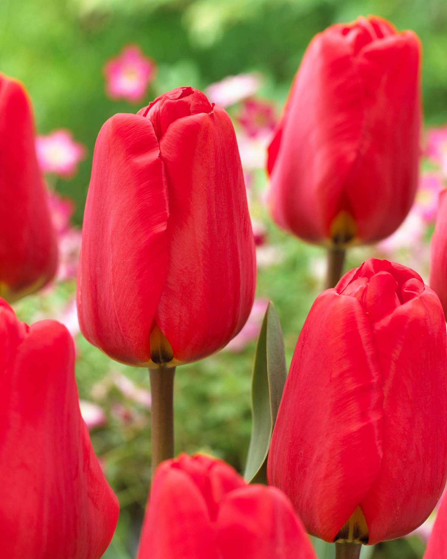 Tulp 'Apeldoorn'