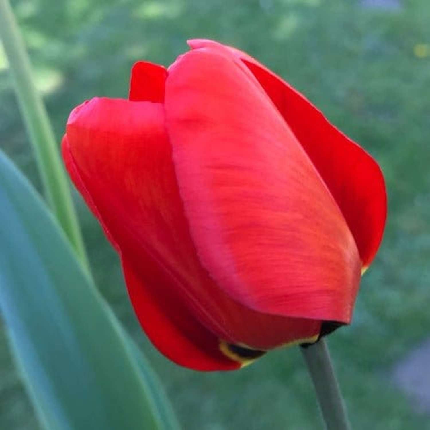 Tulp 'Apeldoorn'