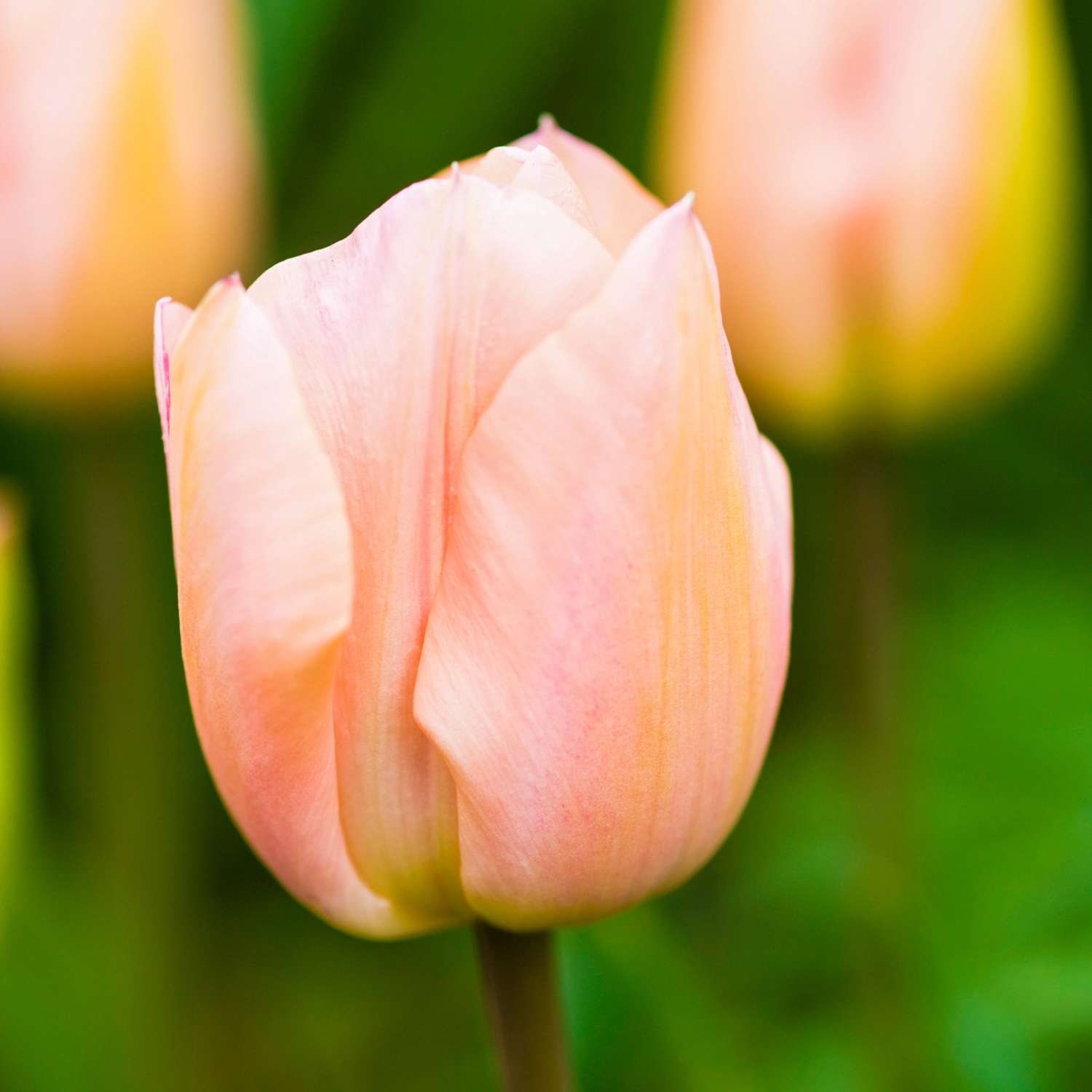 Tulp 'Apricot Beauty'