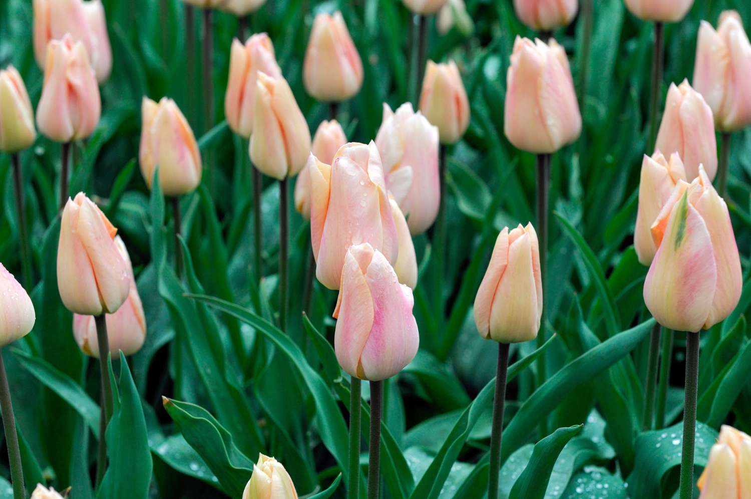 Tulp 'Apricot Beauty'