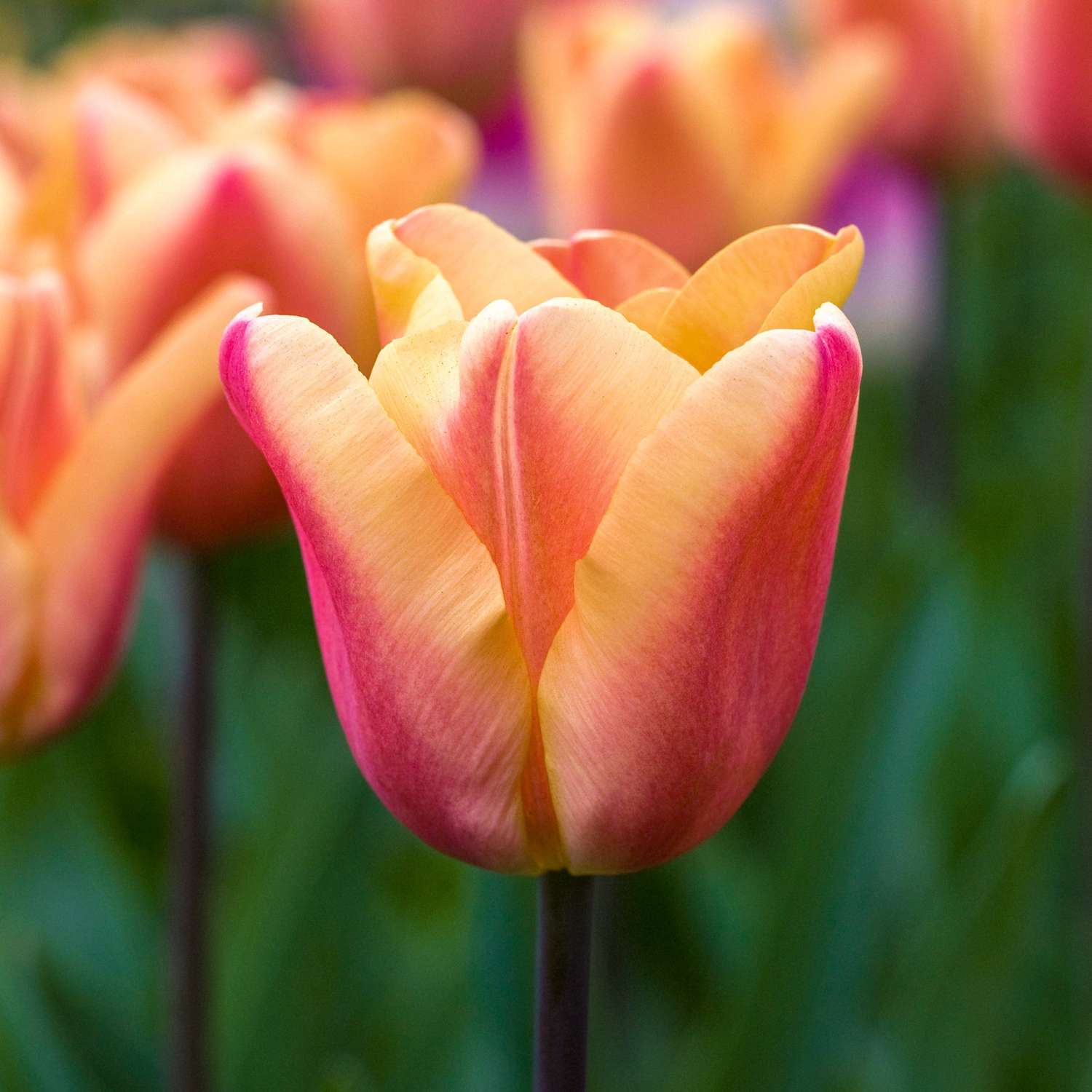 Tulp 'Apricot Foxx'