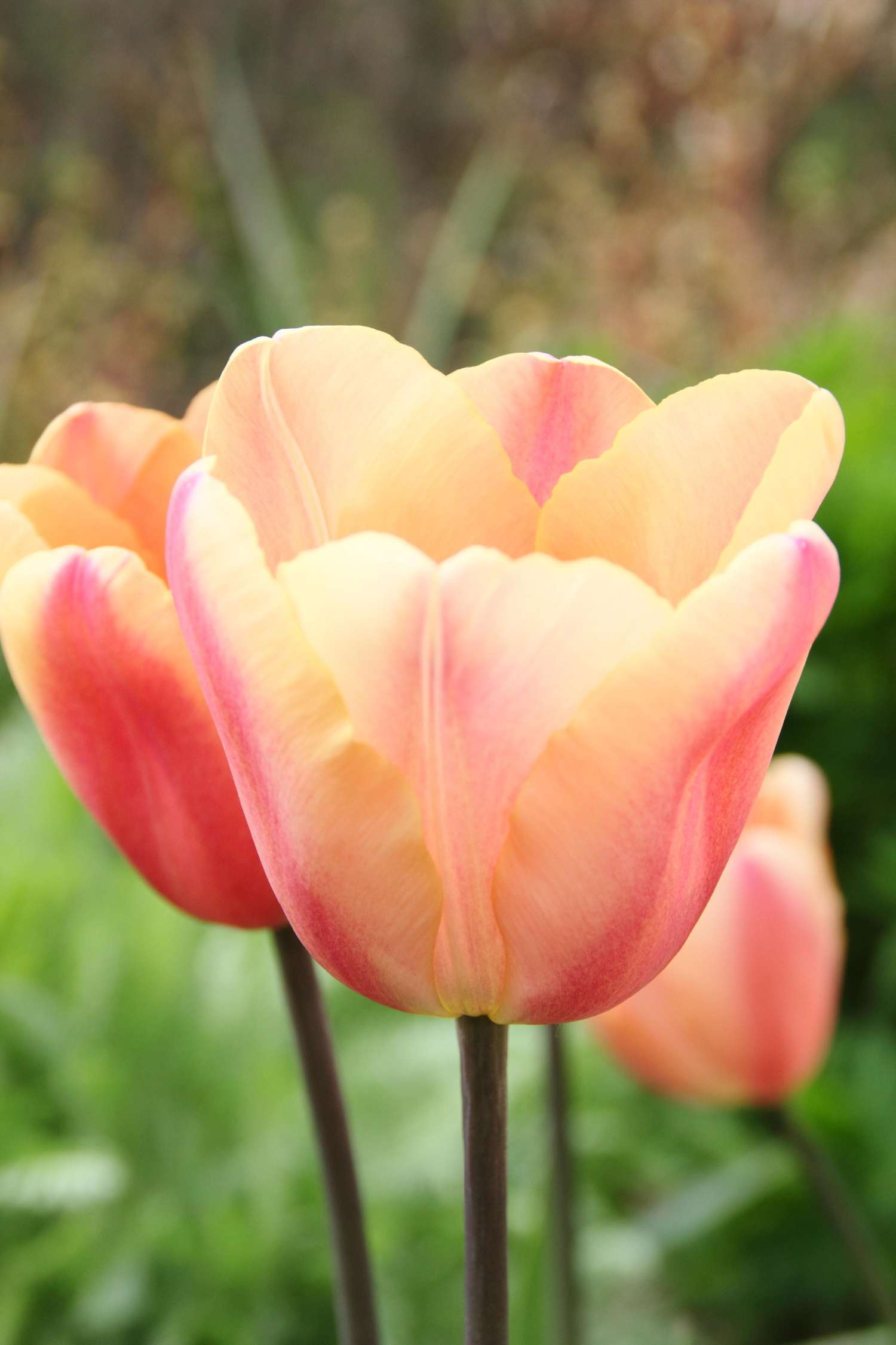 Tulp 'Apricot Foxx'