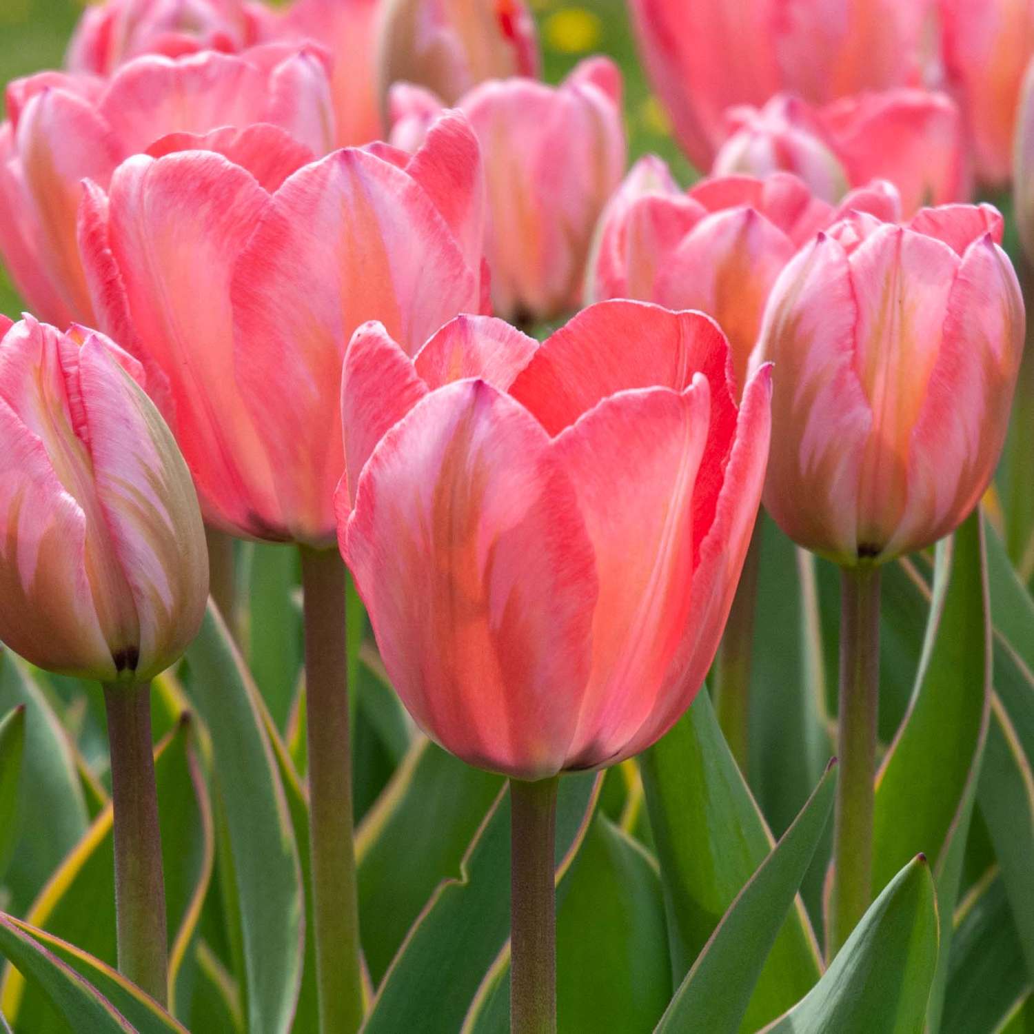 Tulp 'Apricot Impression'