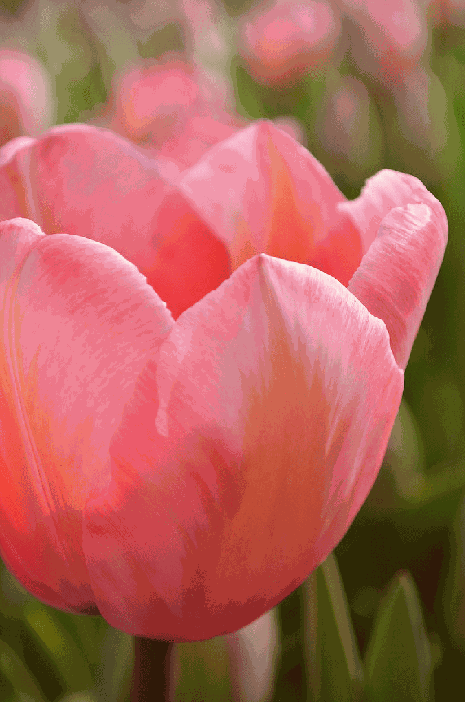 Tulp 'Apricot Impression'