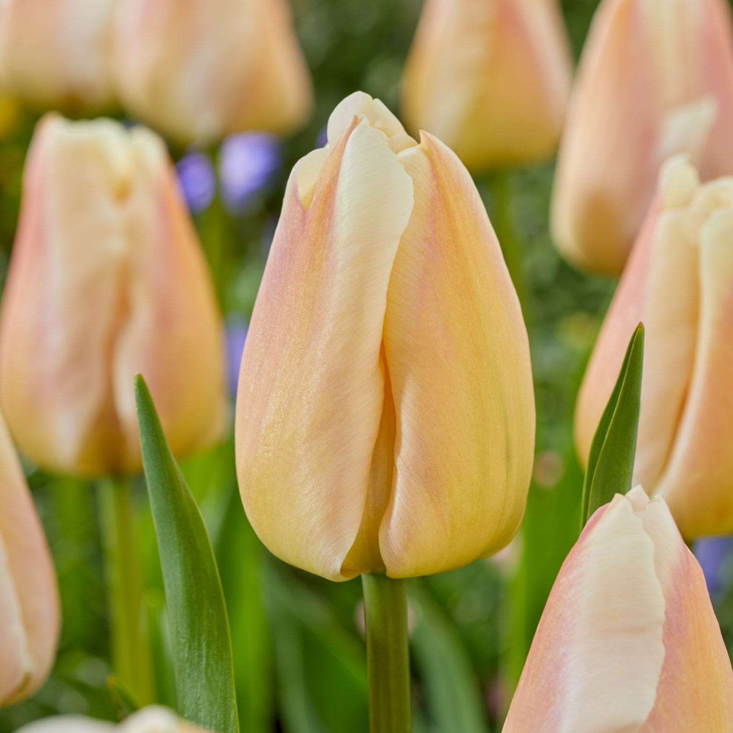 Tulp 'Apricot Pride'