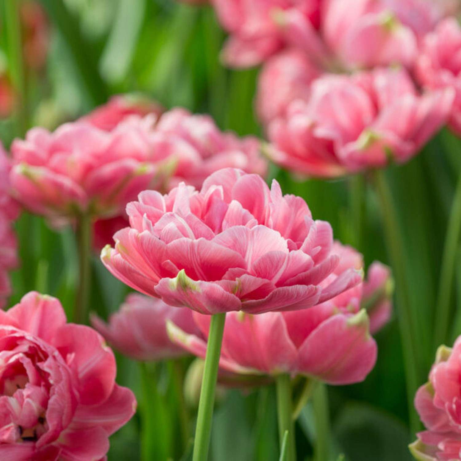 Tulp 'Aveyron'