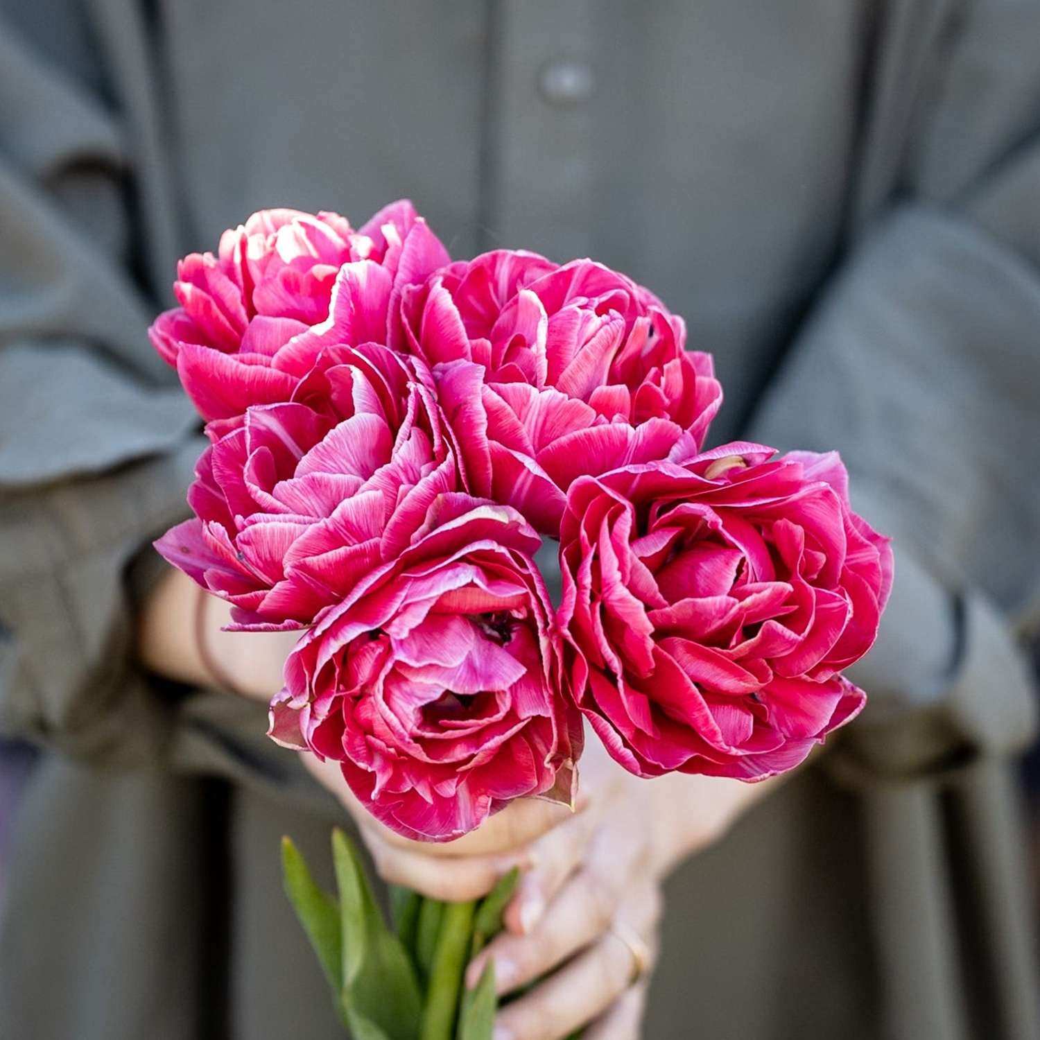 Tulp 'Aveyron'