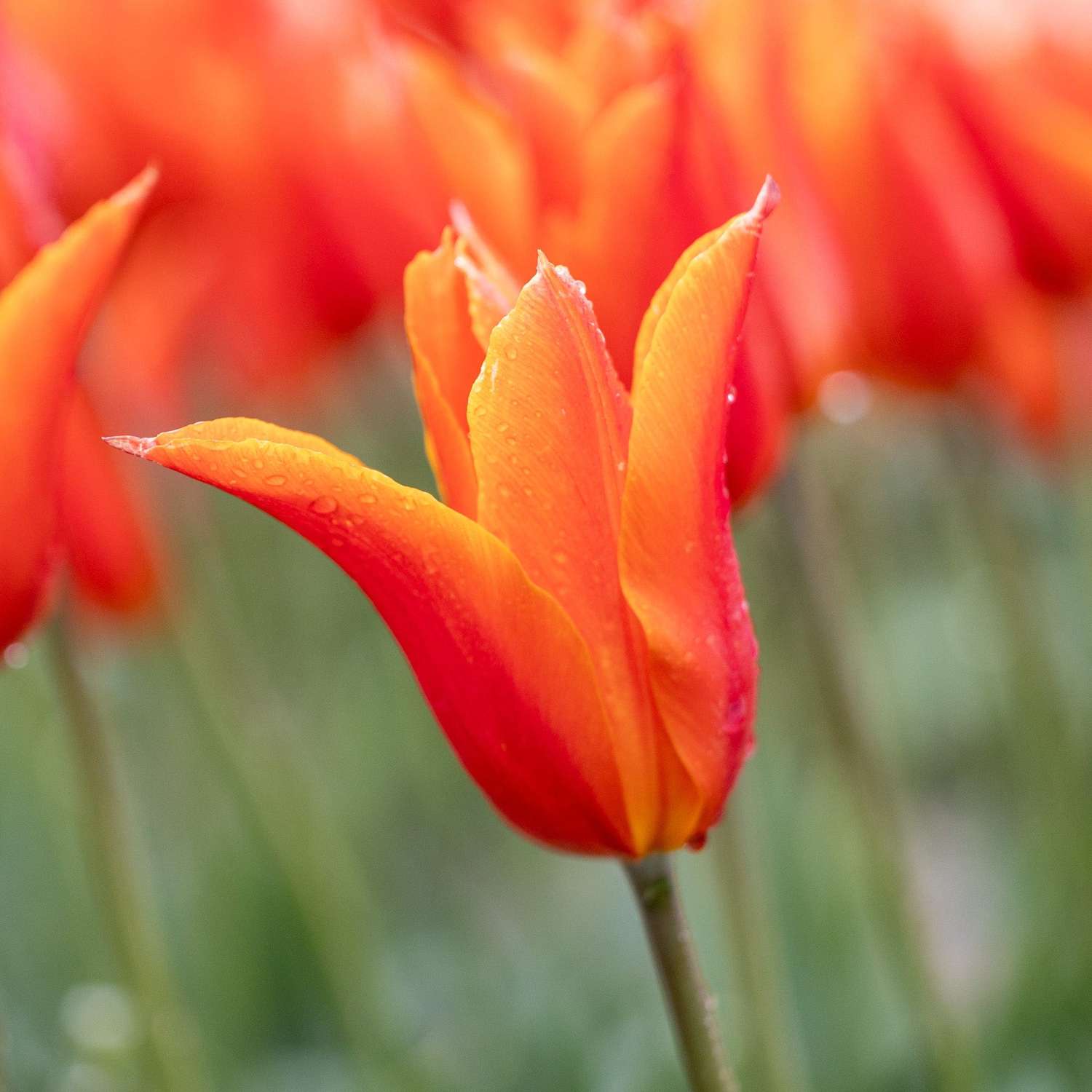 Tulp 'Ballerina'