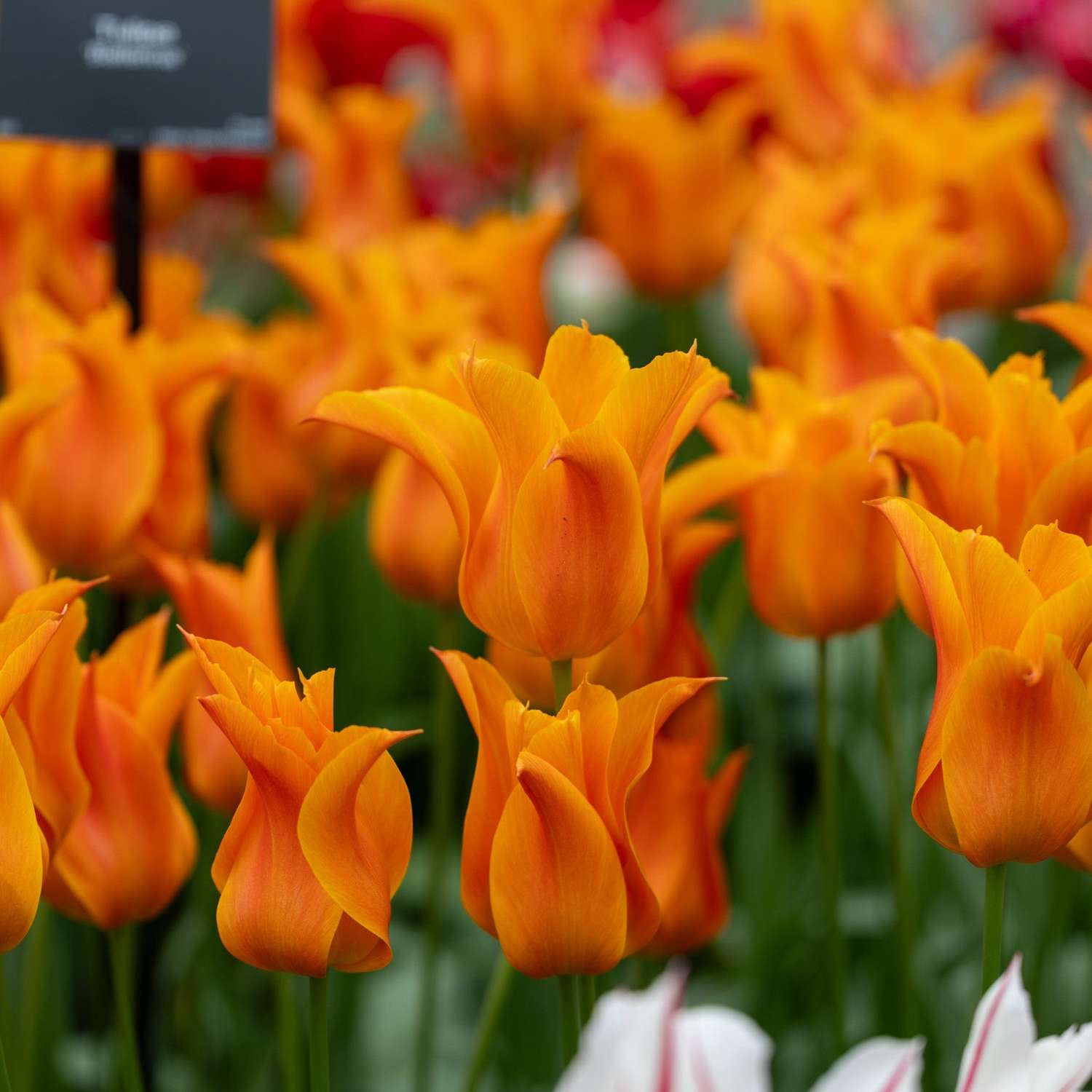 Tulp 'Ballerina'