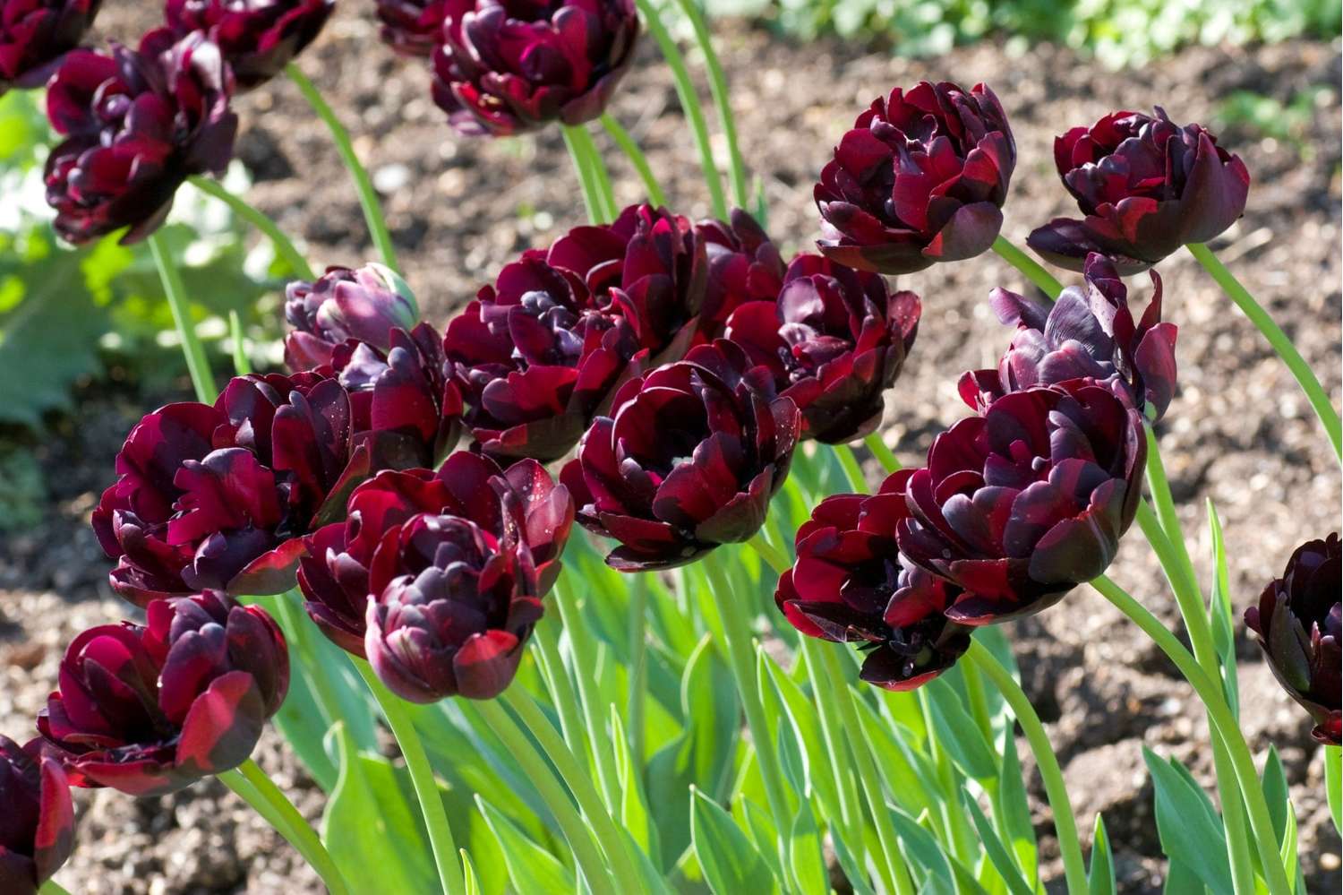 Tulp 'Black Hero'