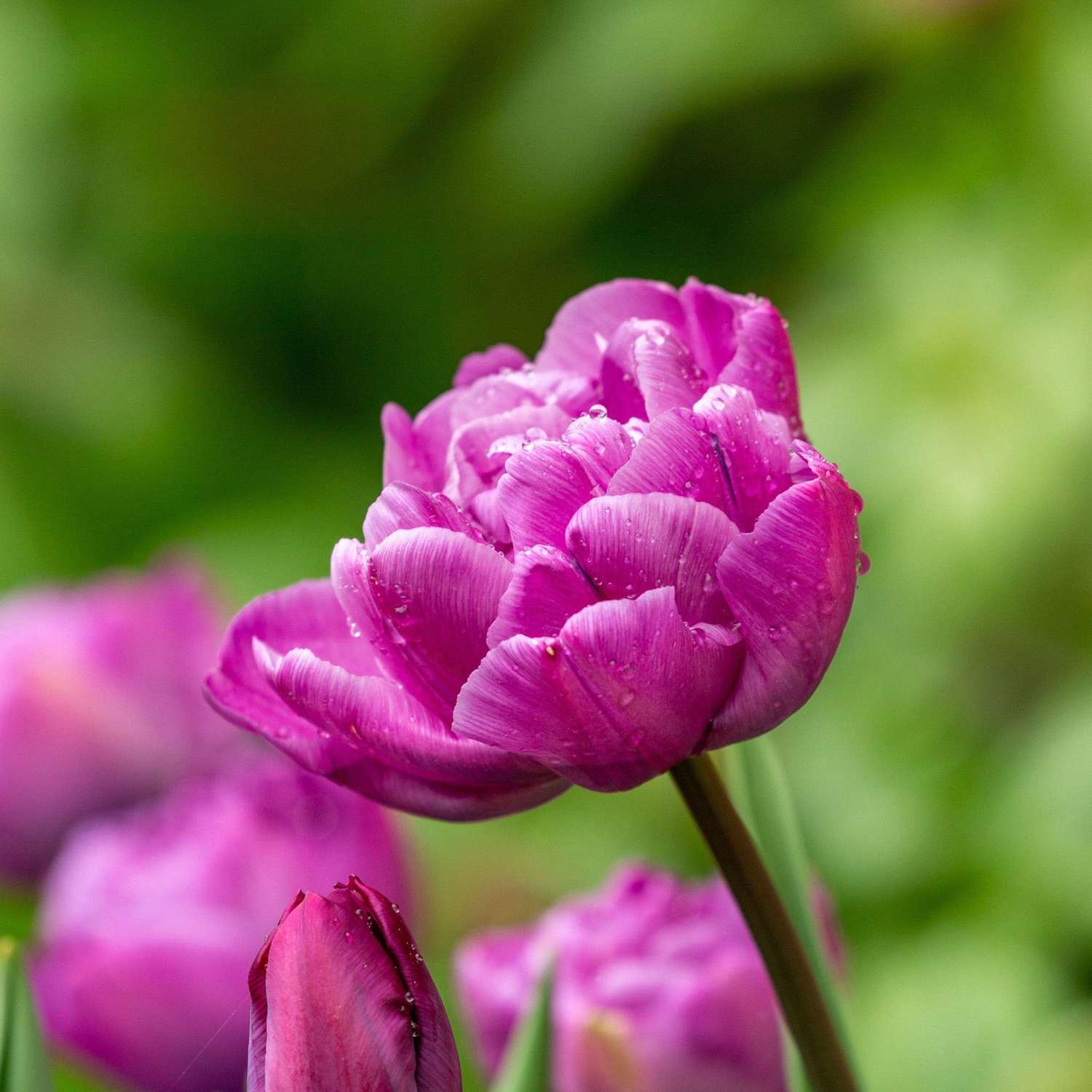 Tulp 'Blue Diamond'