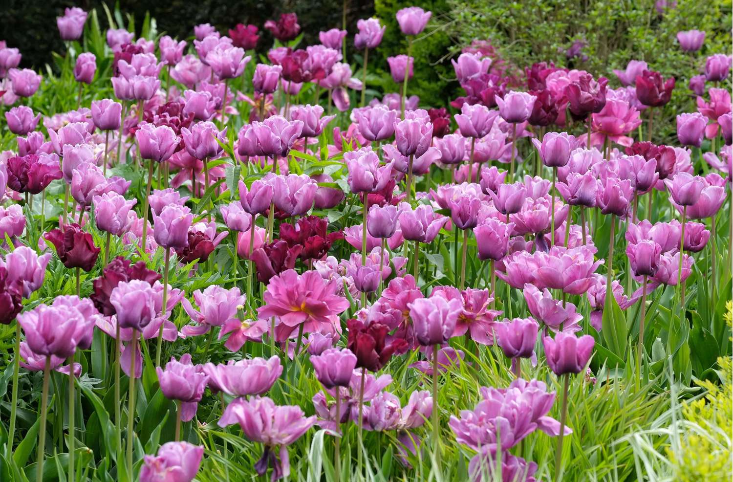 Tulp 'Blue Diamond'