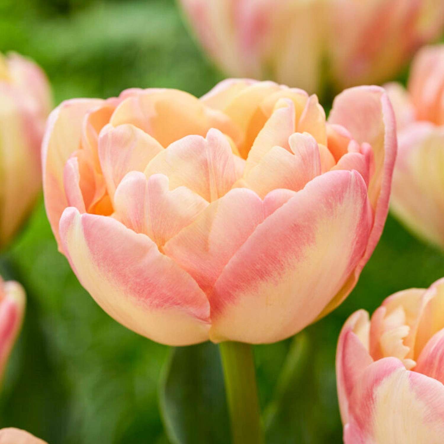 Tulp 'Creme Upstar'