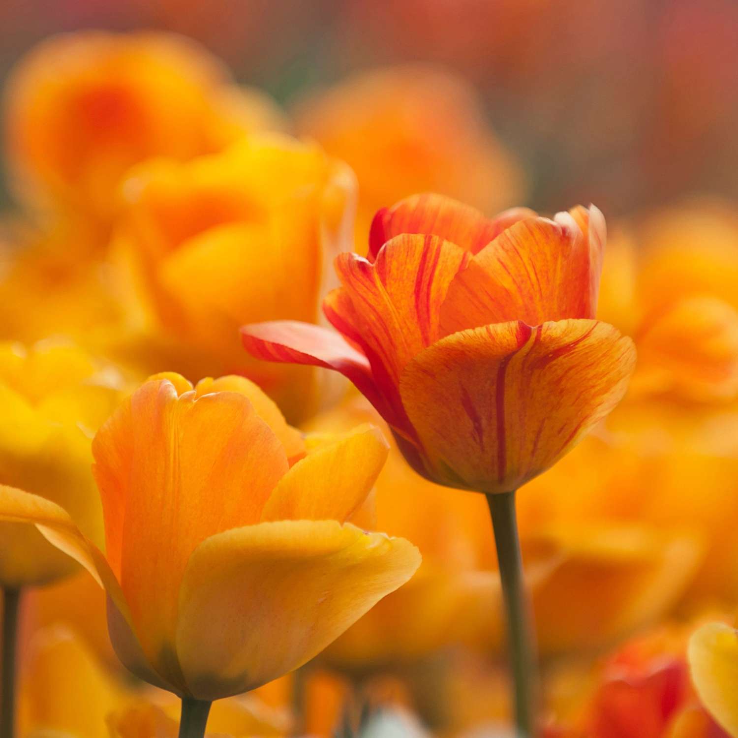 Tulp 'Daydream'