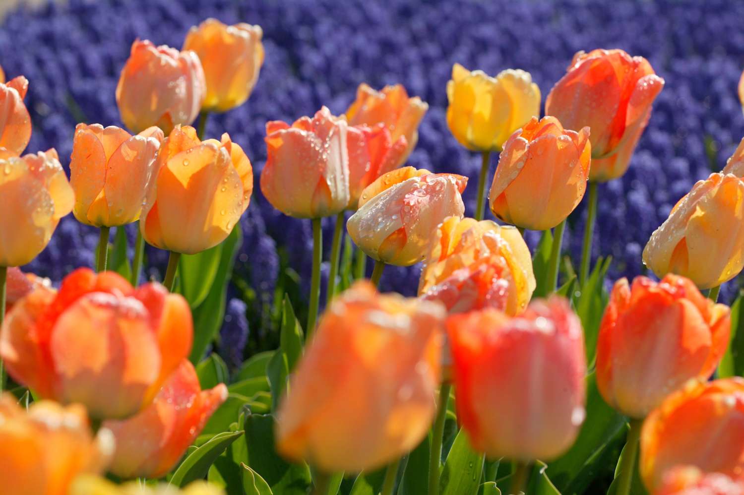 Tulp 'Daydream'
