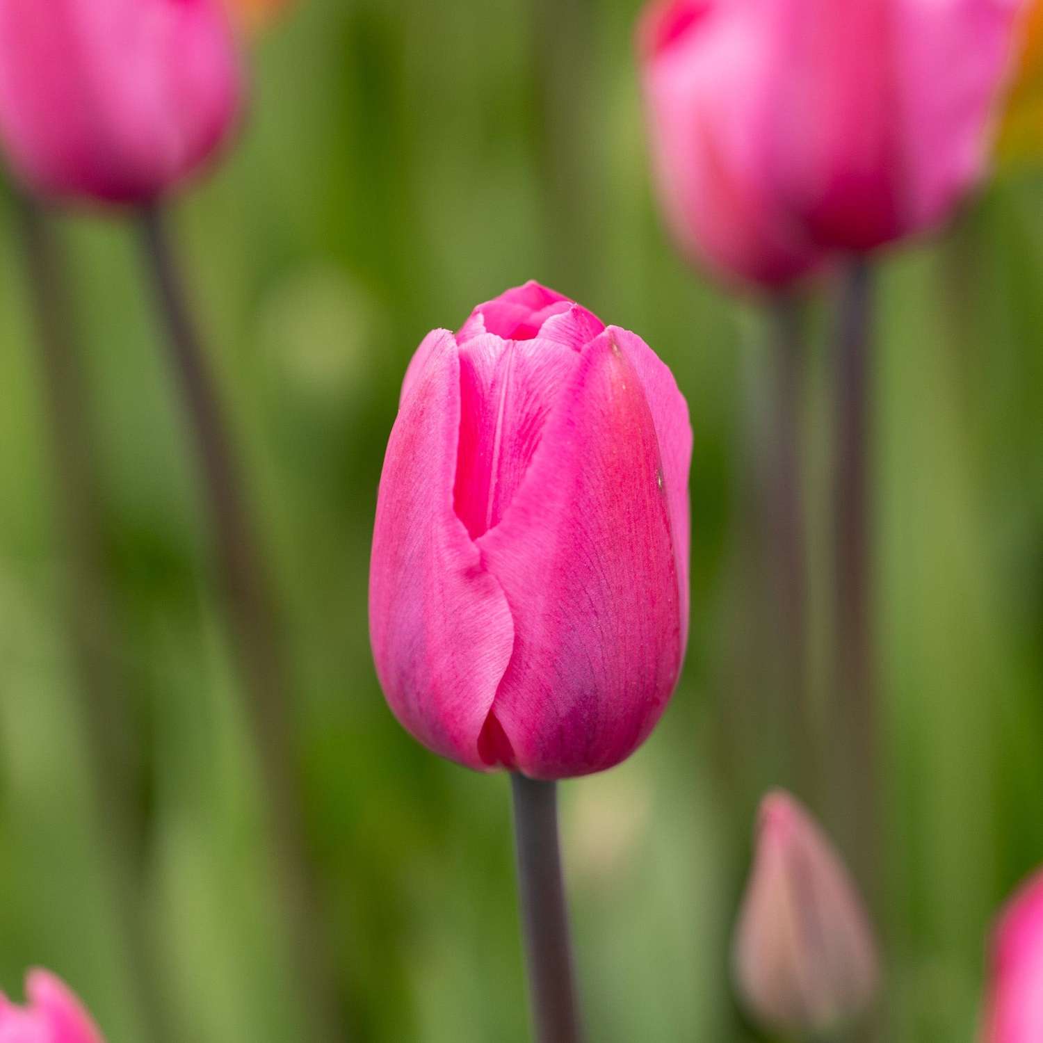 Tulp 'Don Quichotte'
