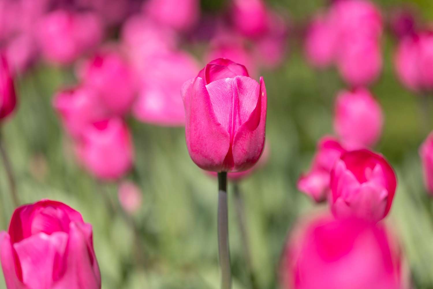 Tulp 'Don Quichotte'
