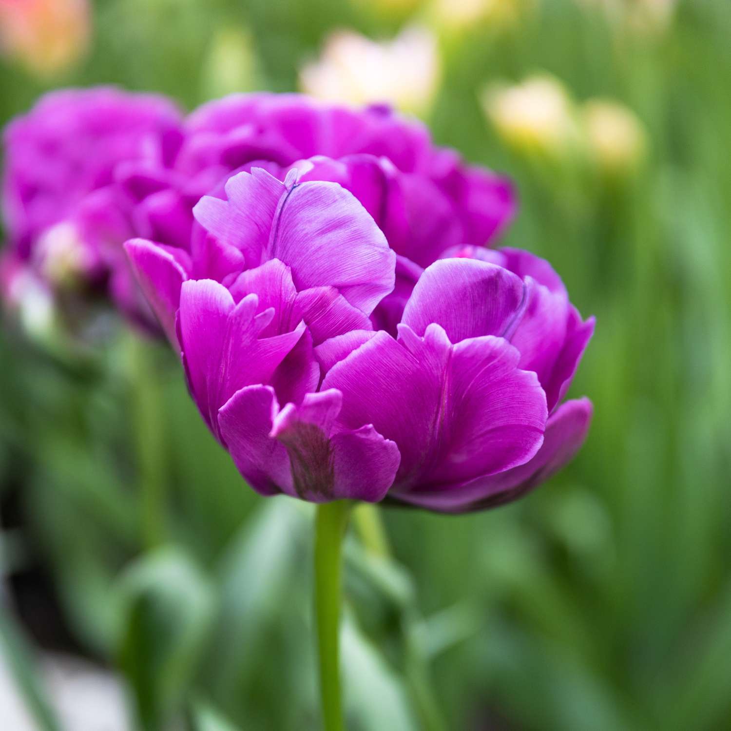 Tulp 'Double Negrita'