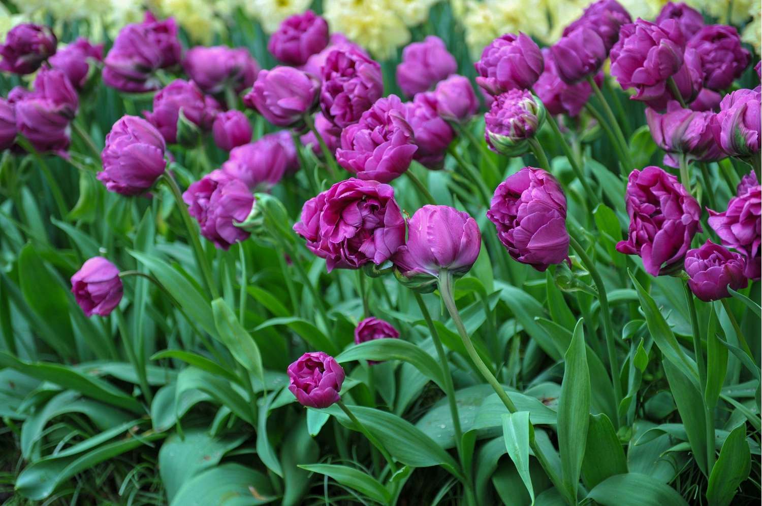 Tulp 'Double Negrita'