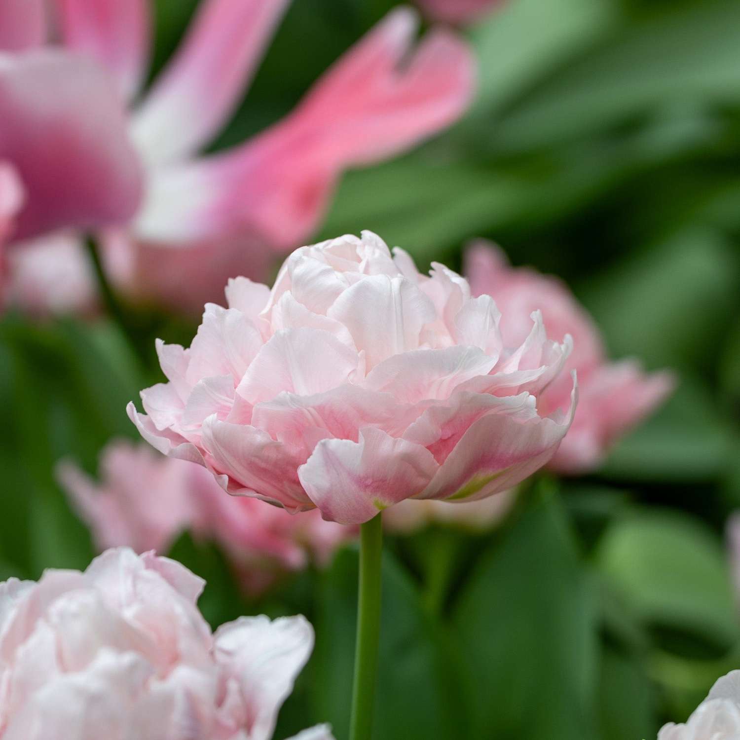 Tulp 'Dreamer'