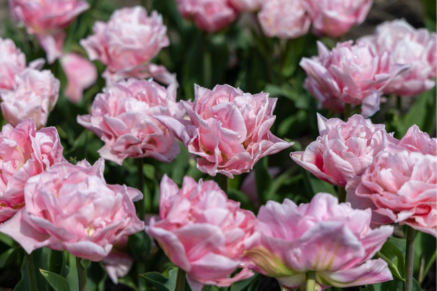 Tulp 'Dreamer'