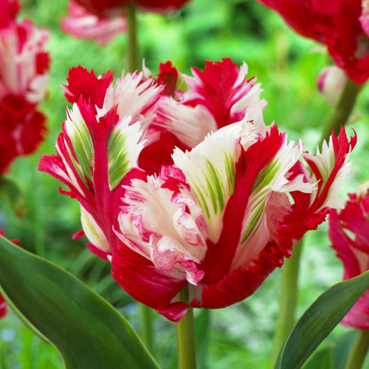 Tulp 'Estella Rijnveld'