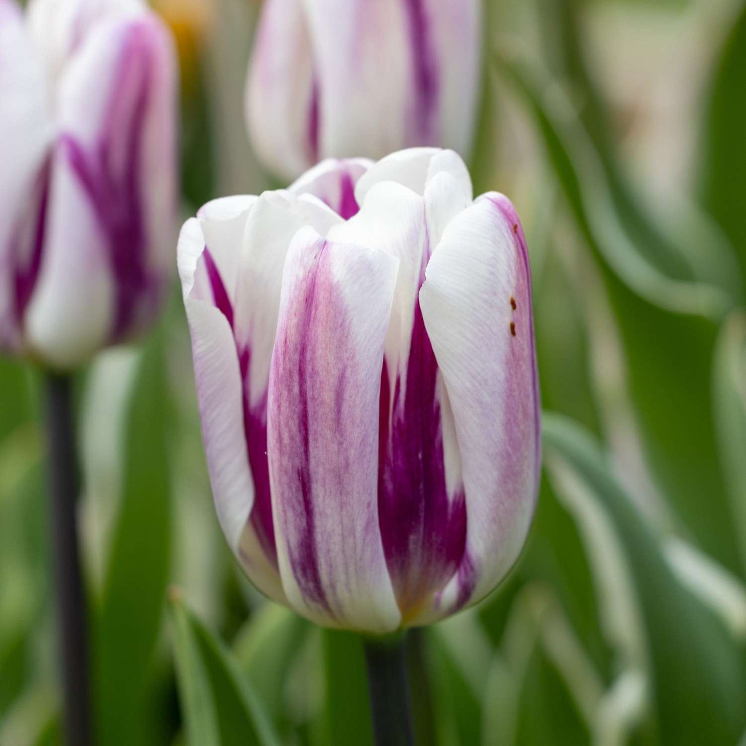 Tulp 'Flaming Flag'