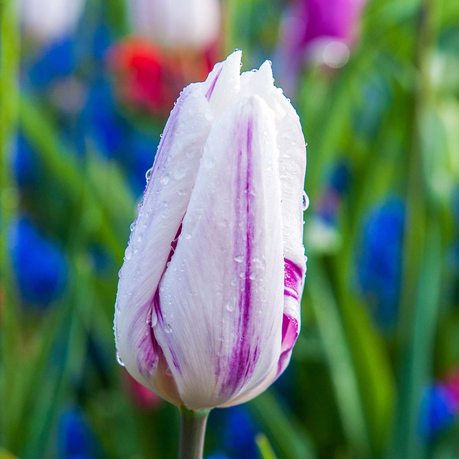 Tulp 'Flaming Flag'