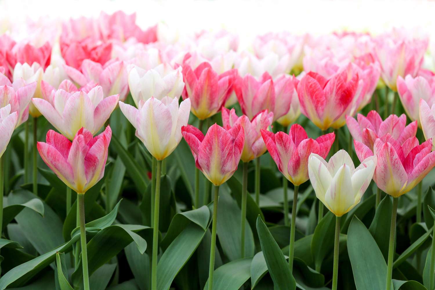 Tulp 'Flaming Purissima'