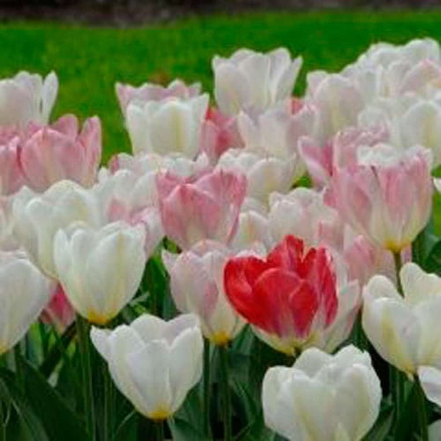 Tulp 'Flaming Purissima'