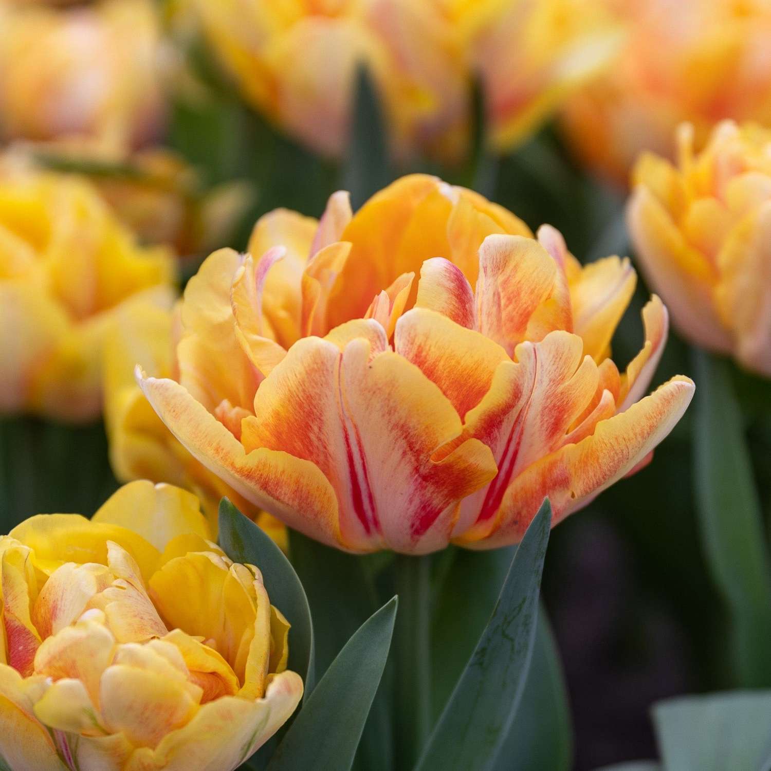 Tulp 'Foxy Foxtrot'
