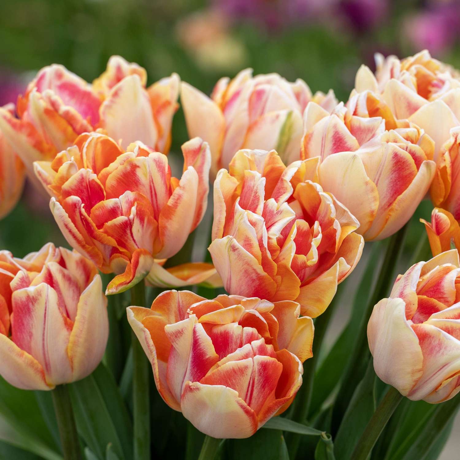 Tulp 'Foxy Foxtrot'