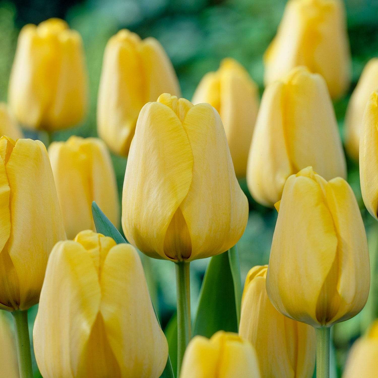 Tulp 'Golden Apeldoorn'