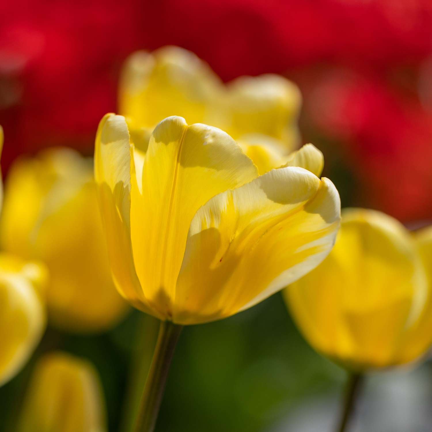 Tulp 'Golden Apeldoorn'