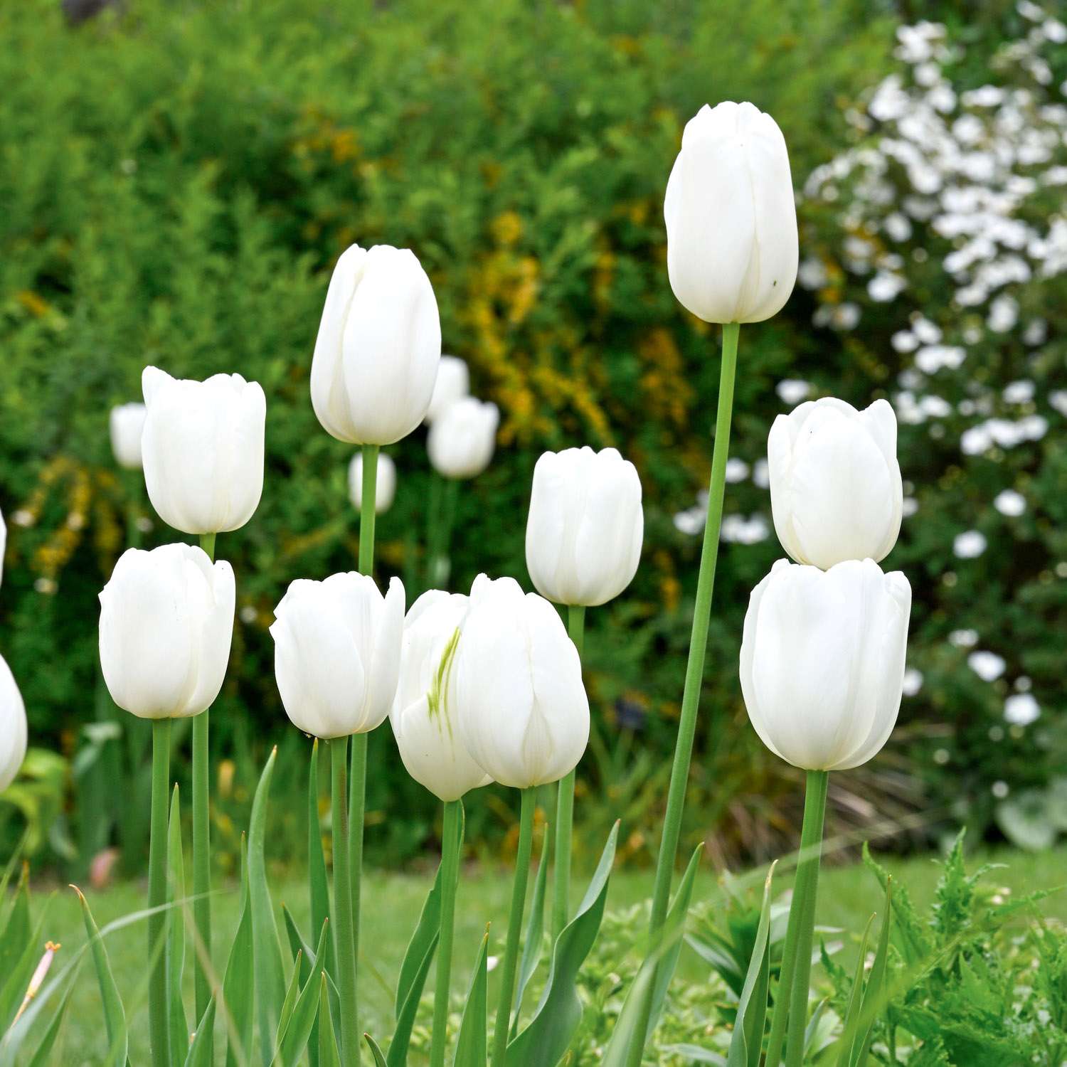 Tulp 'Hakuun'