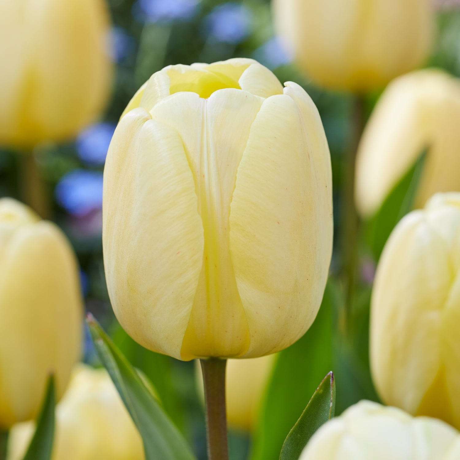Tulp 'Ivory Floradale'