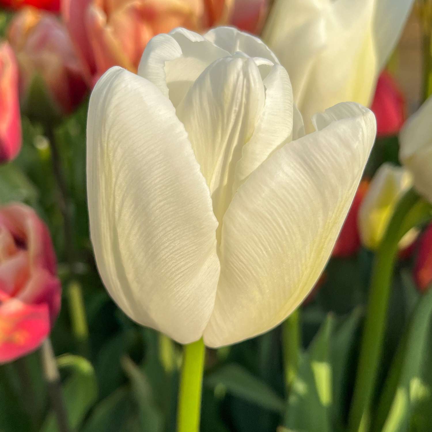 Tulp 'Ivory Floradale'