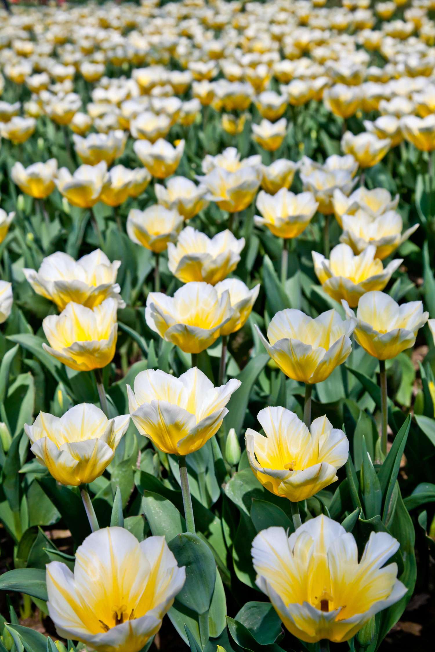 Tulp 'Jaap Groot'